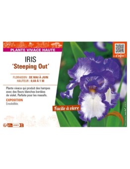 IRIS (germanica) Steeping Out