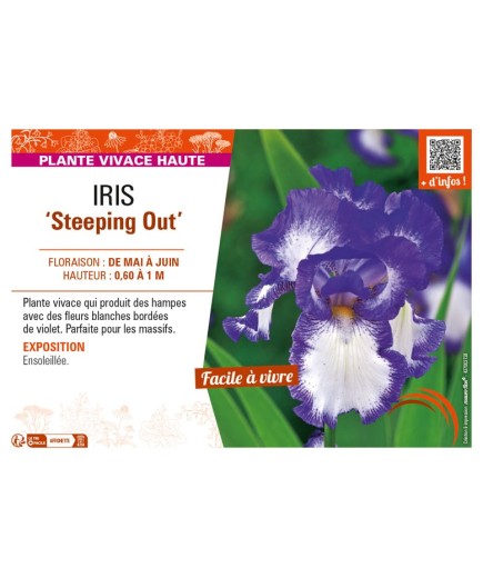 IRIS (germanica) Steeping Out