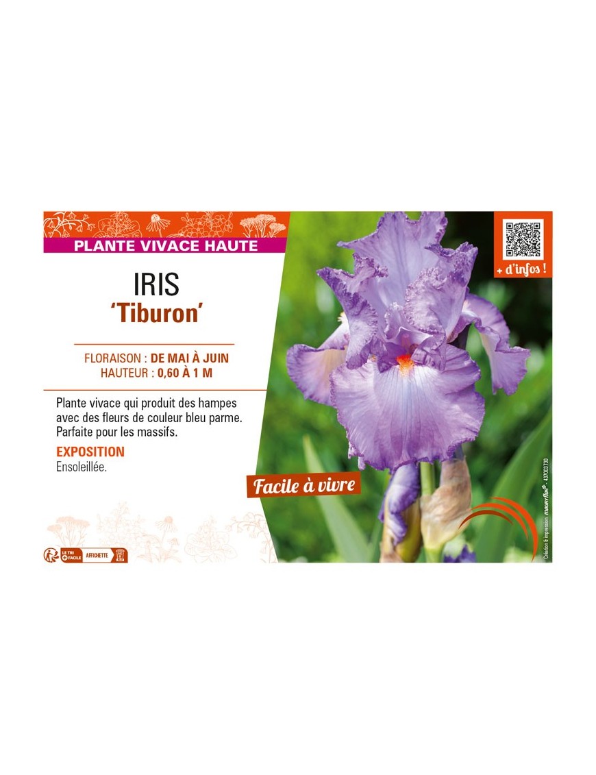 IRIS (germanica) Tiburon