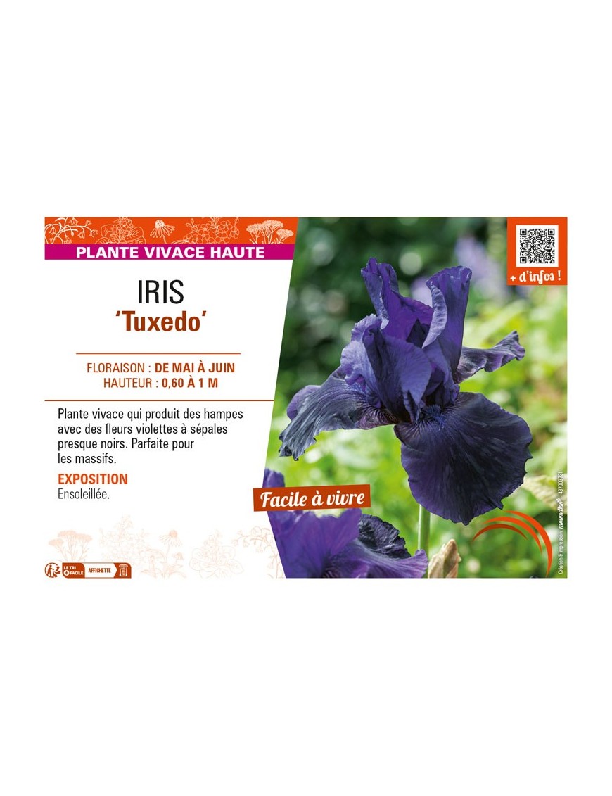 IRIS (germanica) Tuxedo