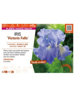 IRIS (germanica) Victoria Falls