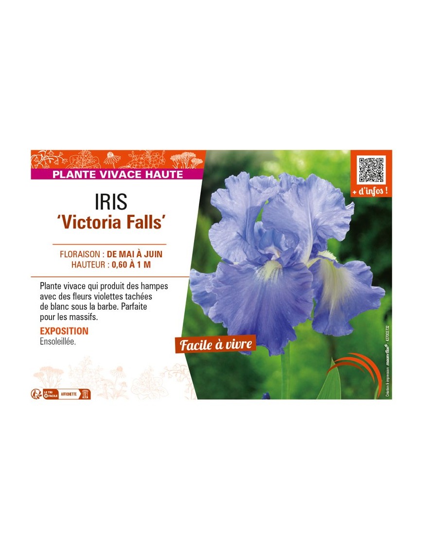IRIS (germanica) Victoria Falls