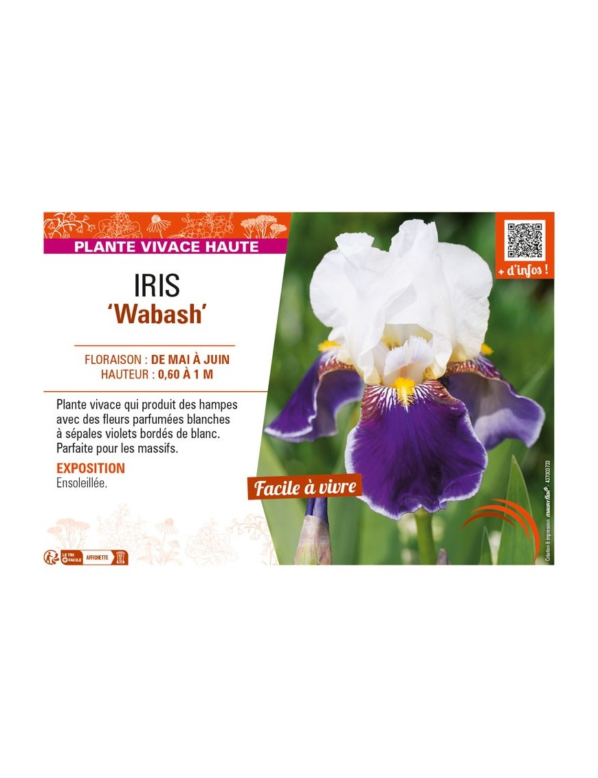 IRIS (germanica) Wabash