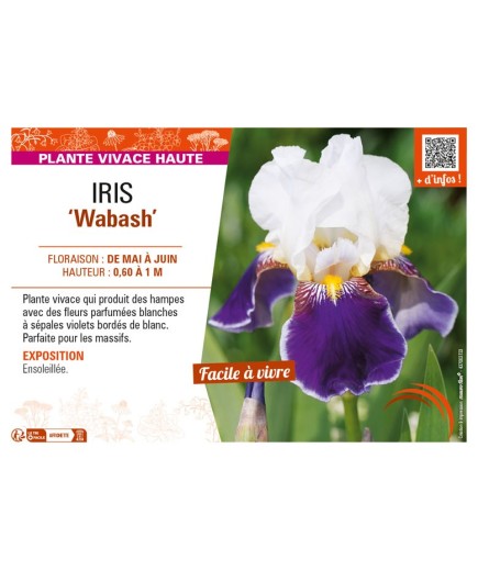 IRIS (germanica) Wabash