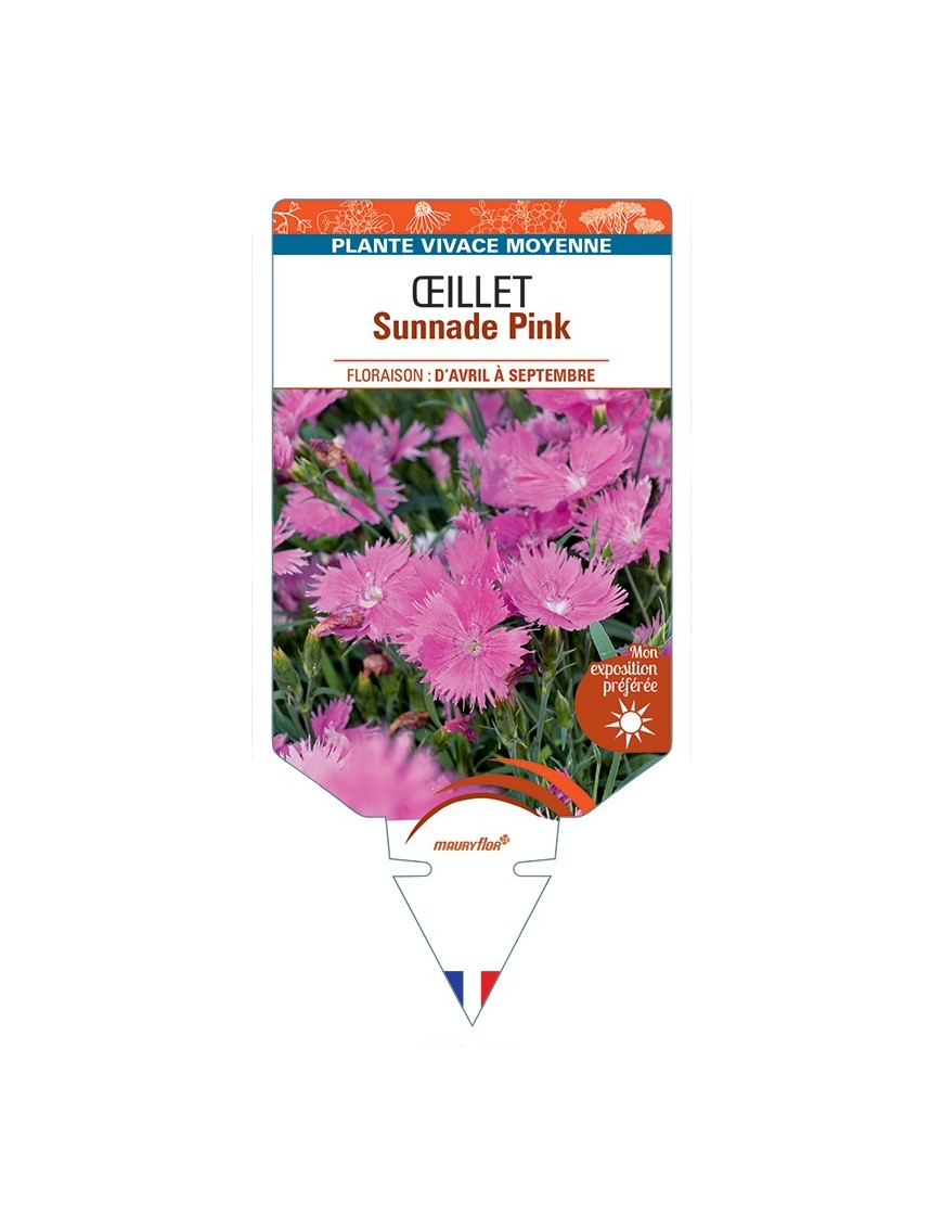 DIANTHUS x superbus Sunnade Pink voir Œillet