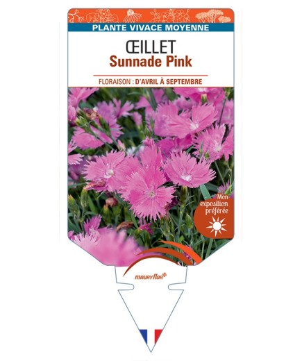DIANTHUS x superbus Sunnade Pink voir Œillet