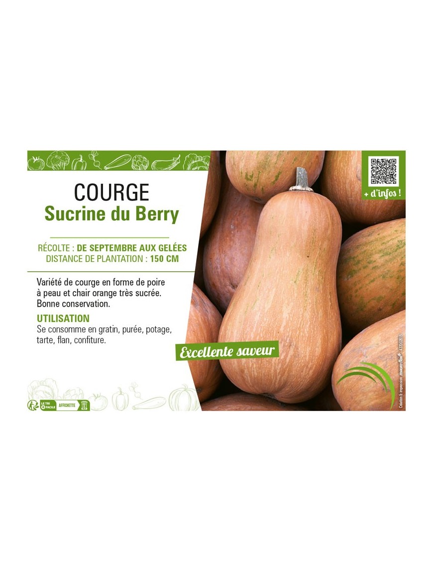 COURGE SUCRINE DU BERRY