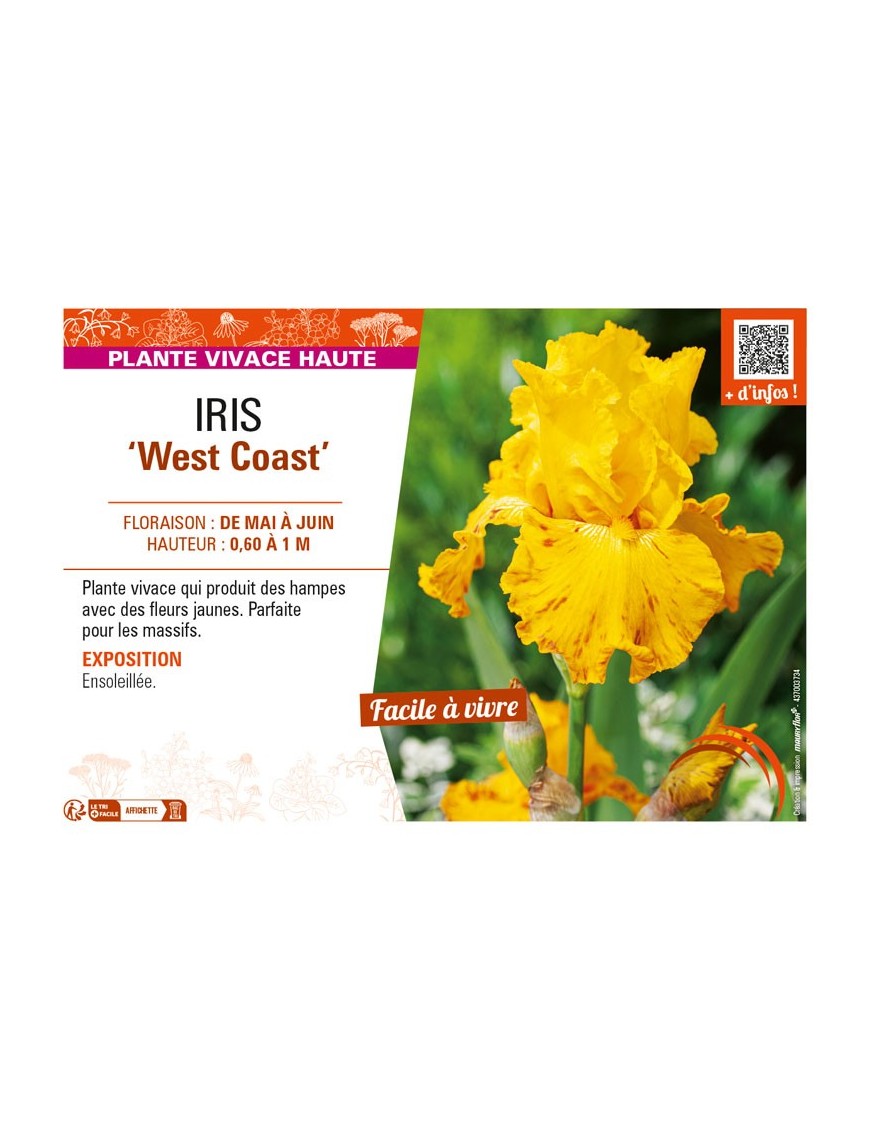 IRIS (germanica) West Coast