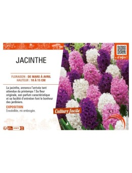 JACINTHE (varié)