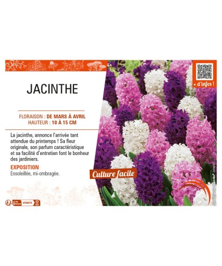 JACINTHE (varié)