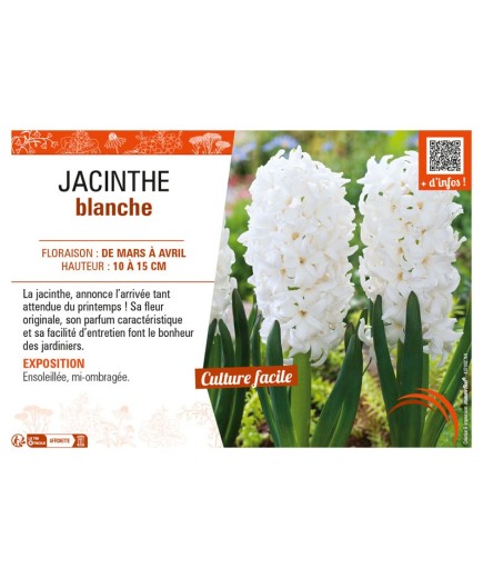 JACINTHE BLANCHE