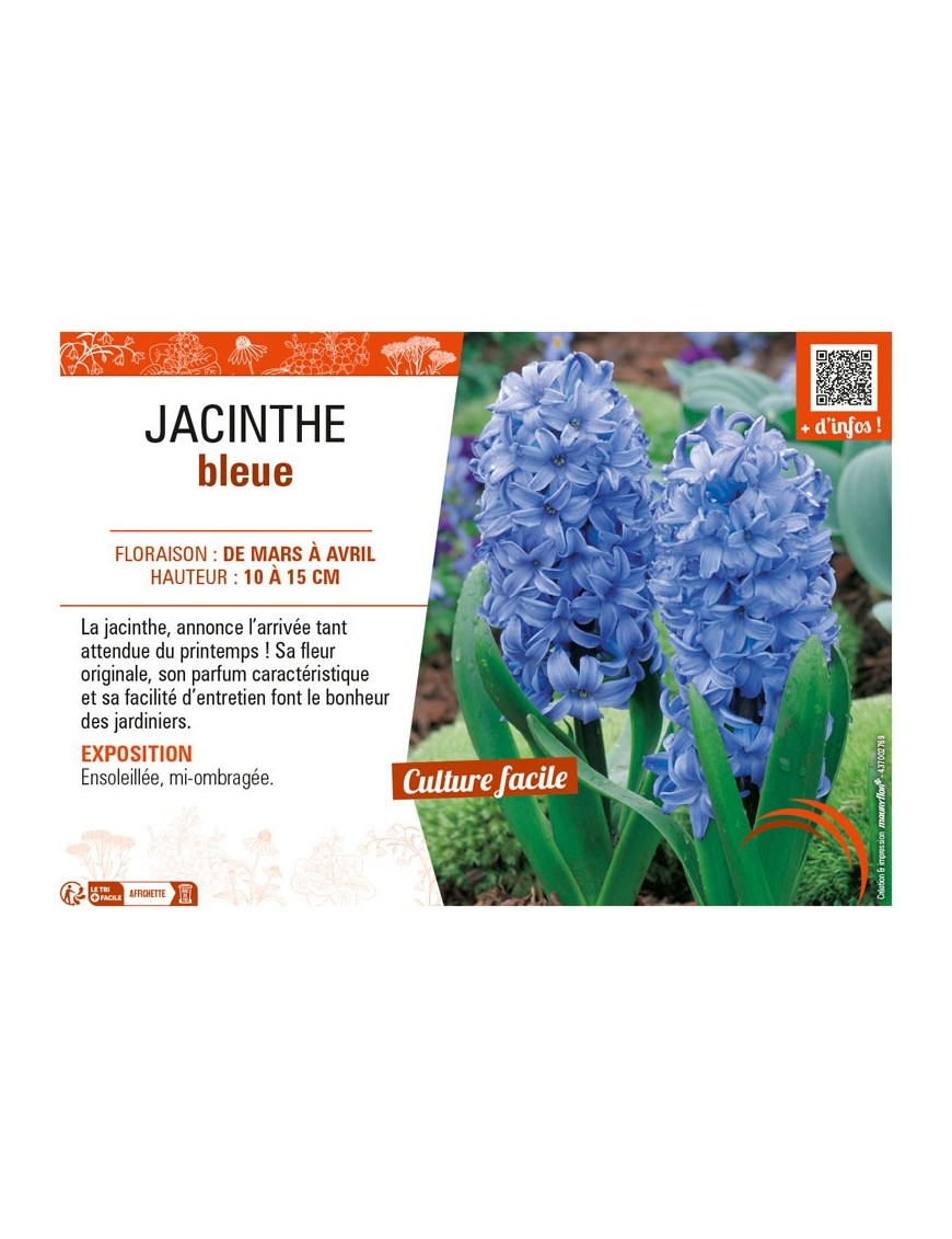 JACINTHE BLEUE