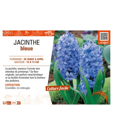 JACINTHE BLEUE