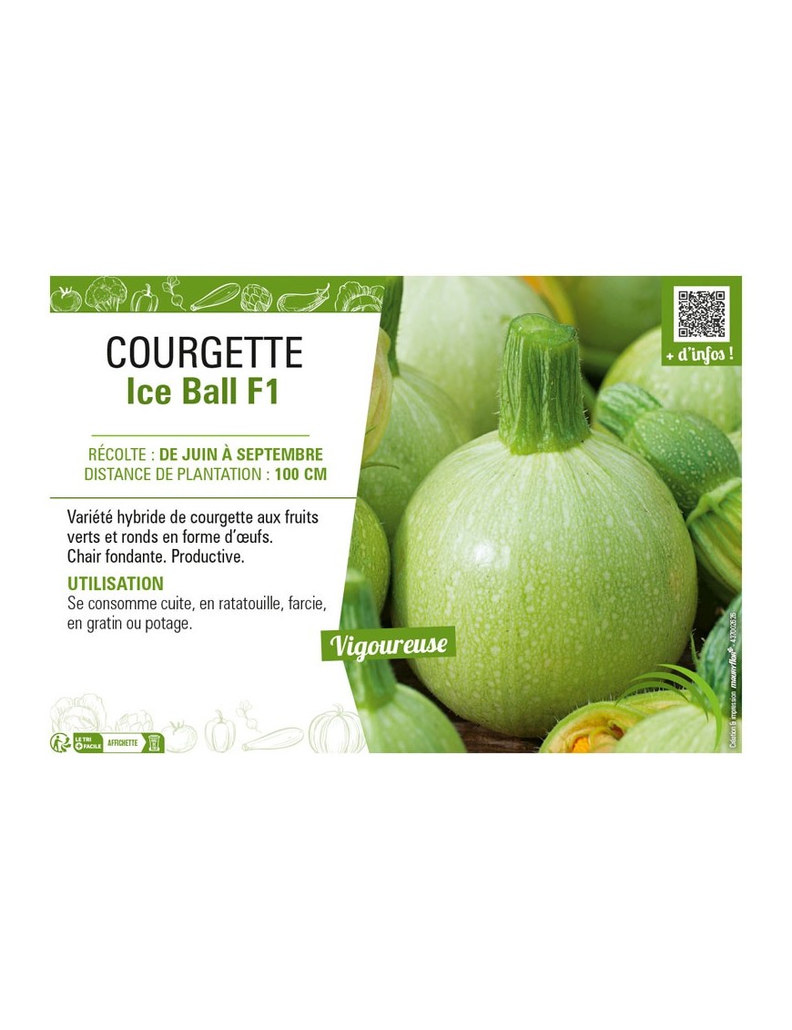 COURGETTE (RONDE) ICE BALL F1