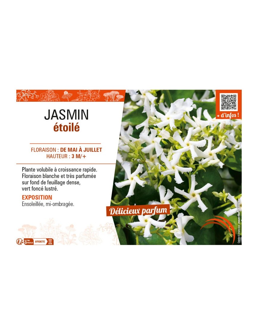 JASMIN ÉTOILÉ