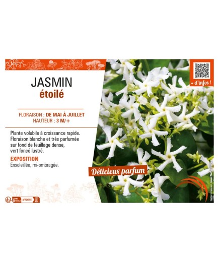 JASMIN ÉTOILÉ