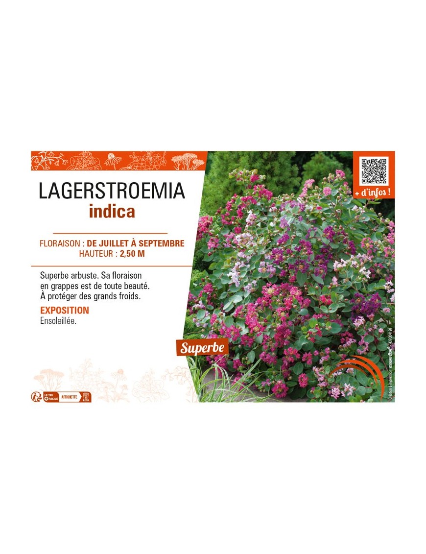 LAGERSTROEMIA indica