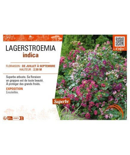 LAGERSTROEMIA indica