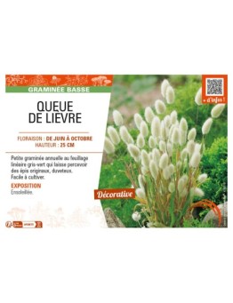 LAGURUS ovatus voir QUEUE DE LIÈVRE