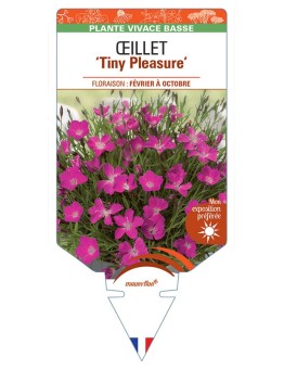 DIANTHUS x superbus voir Œillet Tiny Pleasure