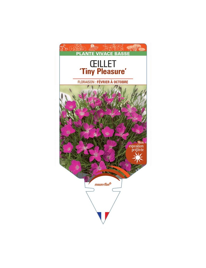 DIANTHUS x superbus voir Œillet Tiny Pleasure