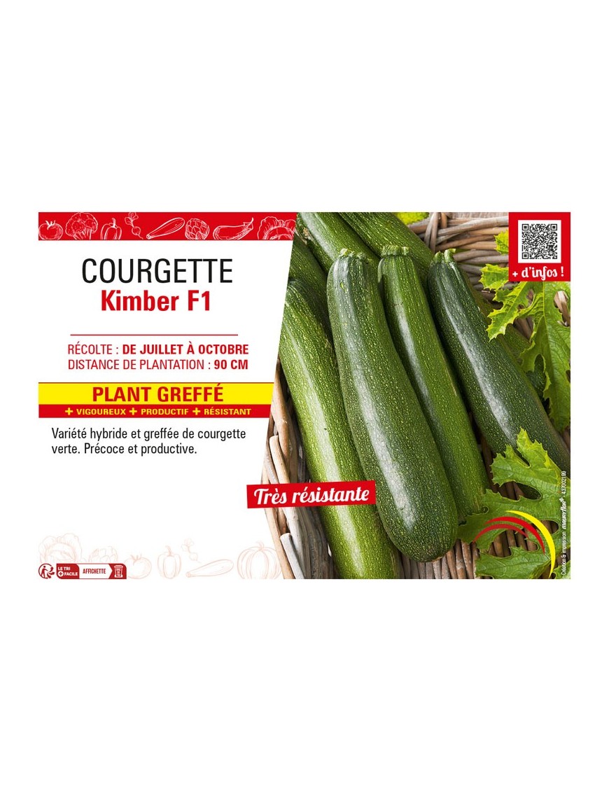 COURGETTE KIMBER F1 plant greffé