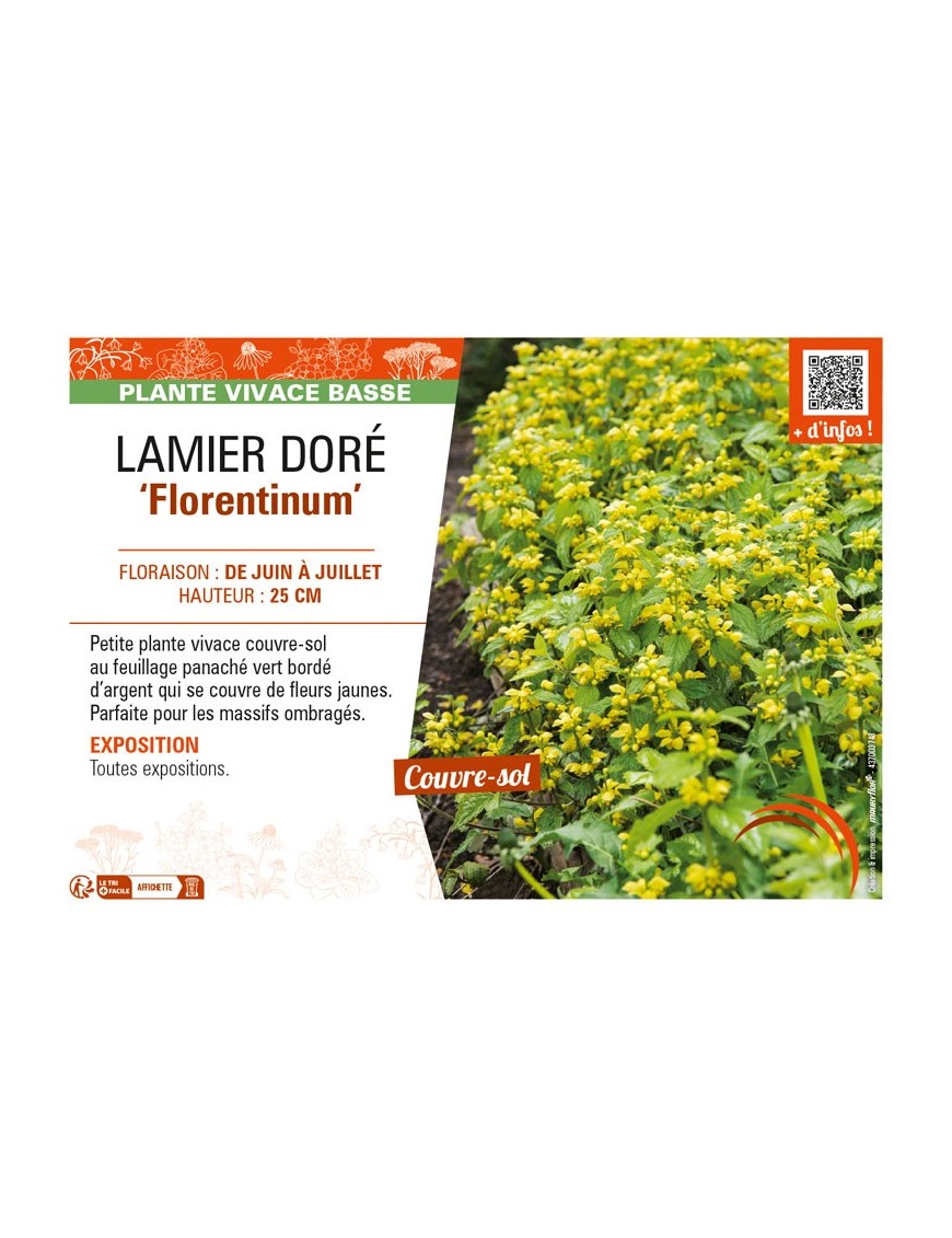 LAMIASTRUM galeobdolon Florentinum VOIR LAMIER DORÉ