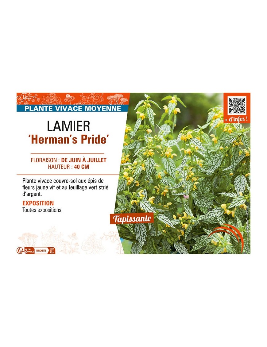 LAMIER HERMAN'S PRIDE