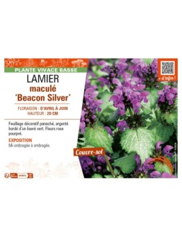 LAMIUM maculatum Beacon Silver voir LAMIER maculé