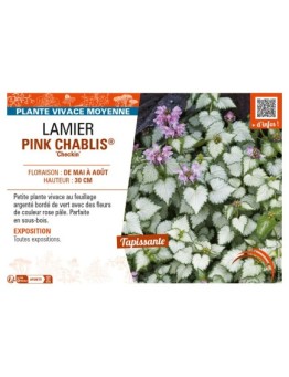 LAMIUM maculatum PINK CHABLIS® Checkin voir LAMIER