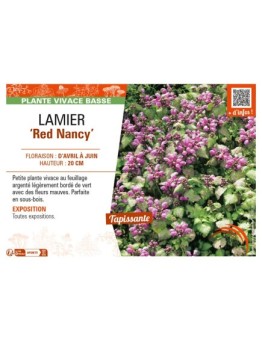 LAMIUM maculatum Red Nancy voir LAMIER