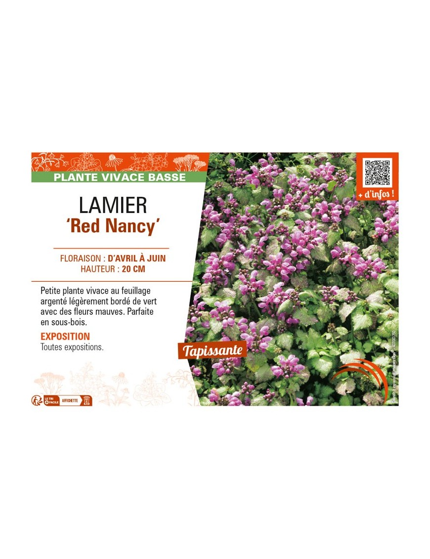 LAMIUM maculatum Red Nancy voir LAMIER