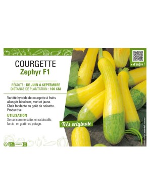 COURGETTE ZEPHYR F1