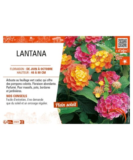 LANTANA (varié)