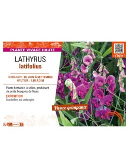 LATHYRUS LATIFOLIUS (varié)