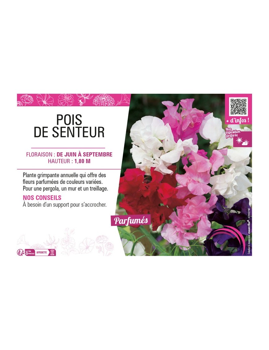 LATHYRUS ODORATUS (varié) voir POIS DE SENTEUR