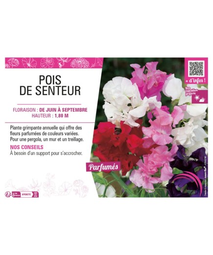 LATHYRUS ODORATUS (varié) voir POIS DE SENTEUR