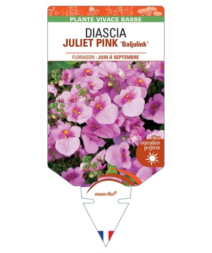 DIASCIA (barberae) JULIET PINK Baljulink