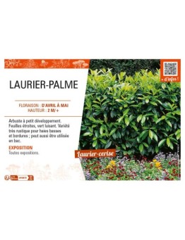 LAURIER-PALME