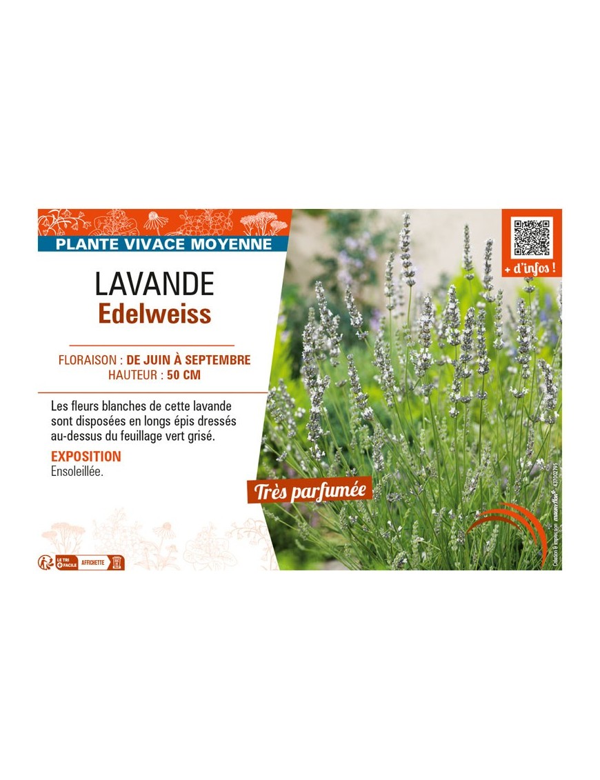 LAVANDULA EDELWEISS
