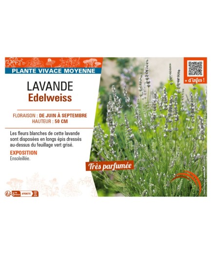 LAVANDULA EDELWEISS
