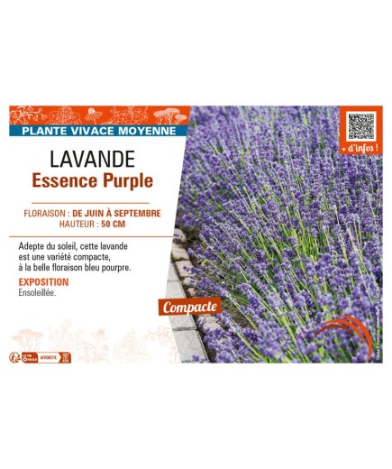 LAVANDULA ESSENCE PURPLE
