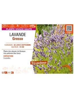 LAVANDULA GROSSO