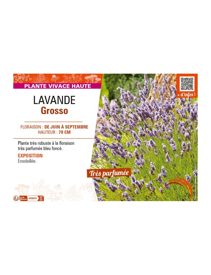 LAVANDULA GROSSO