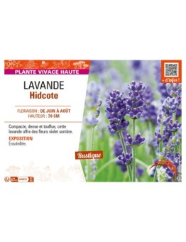 LAVANDULA HIDCOTE