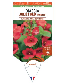 DIASCIA (barberae) JULIET RED Baljuled