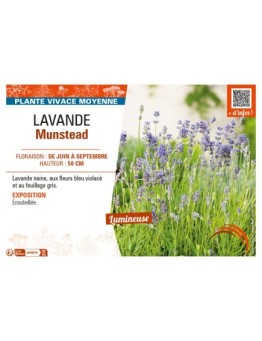 LAVANDULA MUNSTEAD