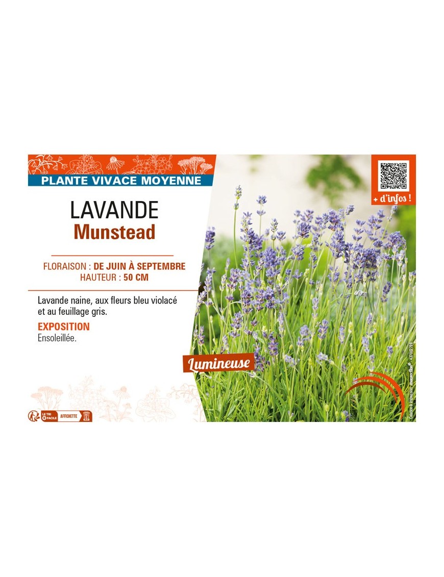 LAVANDULA MUNSTEAD
