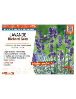 LAVANDULA RICHARD GRAY