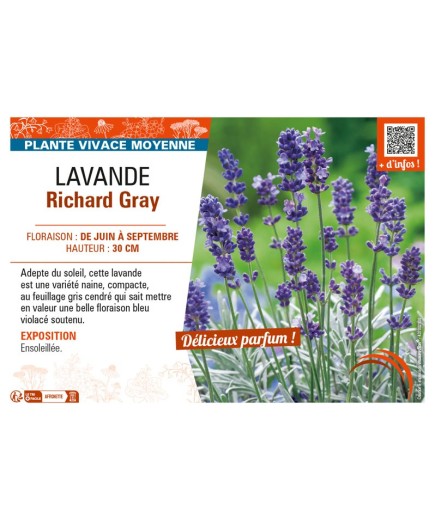 LAVANDULA RICHARD GRAY